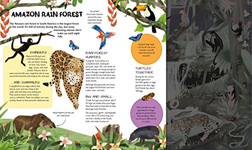 image for Arcturus Flashlight Explorer: Animals at Night: 5 Wild Scenes to Disco