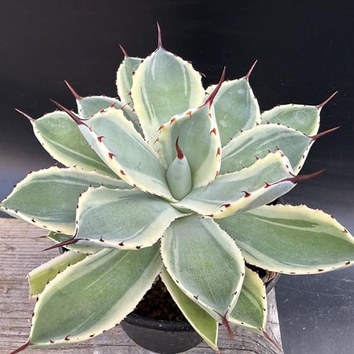 アガベ 吉祥冠」の人気商品一覧 | 安い商品を通販サイトから探す