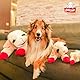 Multi Pet Offiziell Lizenziertes Lamb Chop Jumbo-Hundespielzeug, Plüsch, 61 cm, Weiß