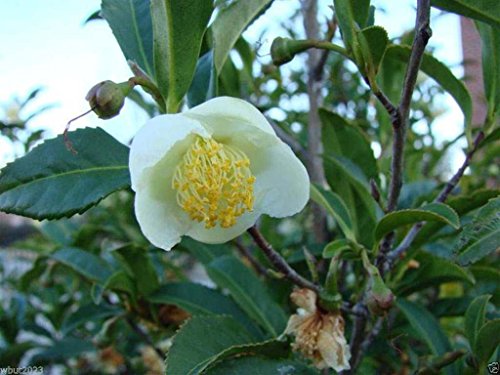 Green Tea Plant Seeds - Camellia sinensis, also known as Tea Plant, Tea Tree (10 Seeds)