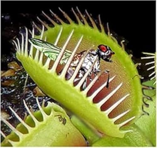 Carnivorous Plant Potting Soil - 1 Litre Venus Fly Trap, Sarracenia & Terrarium Repotting Compost - Hydrate at Home