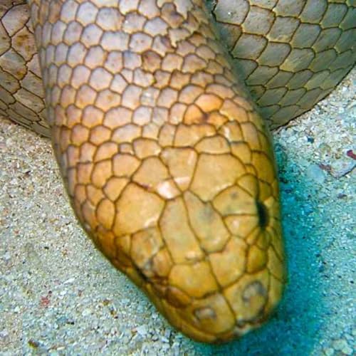 Page de couverture de Facts: The Olive Sea Snake (The Most Toxic of All Sea Snakes)