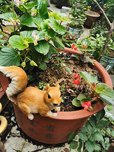 DoMyFit Eichhörnchen Gartenstatue Outdoor Woodland Handheld Haselnuss Eichhörnchen Simulation Tier Dekoration Familie Skulptur (Haselnuss Eichhörnchen) Cover