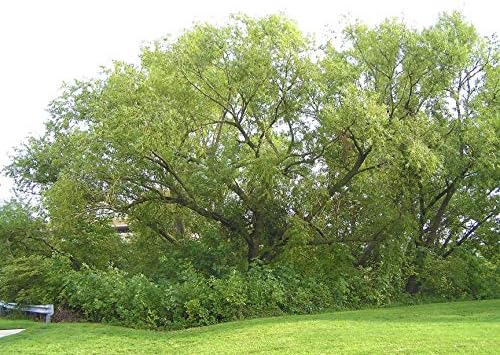 50 Austree Hybrid Willows Easy Fast Growing!! Bloque de viento de privacidad para sombra