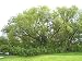 16 Hybrid Willow Trees. Austree grows 12 foot 1st season. Create instant privacy fence hedge