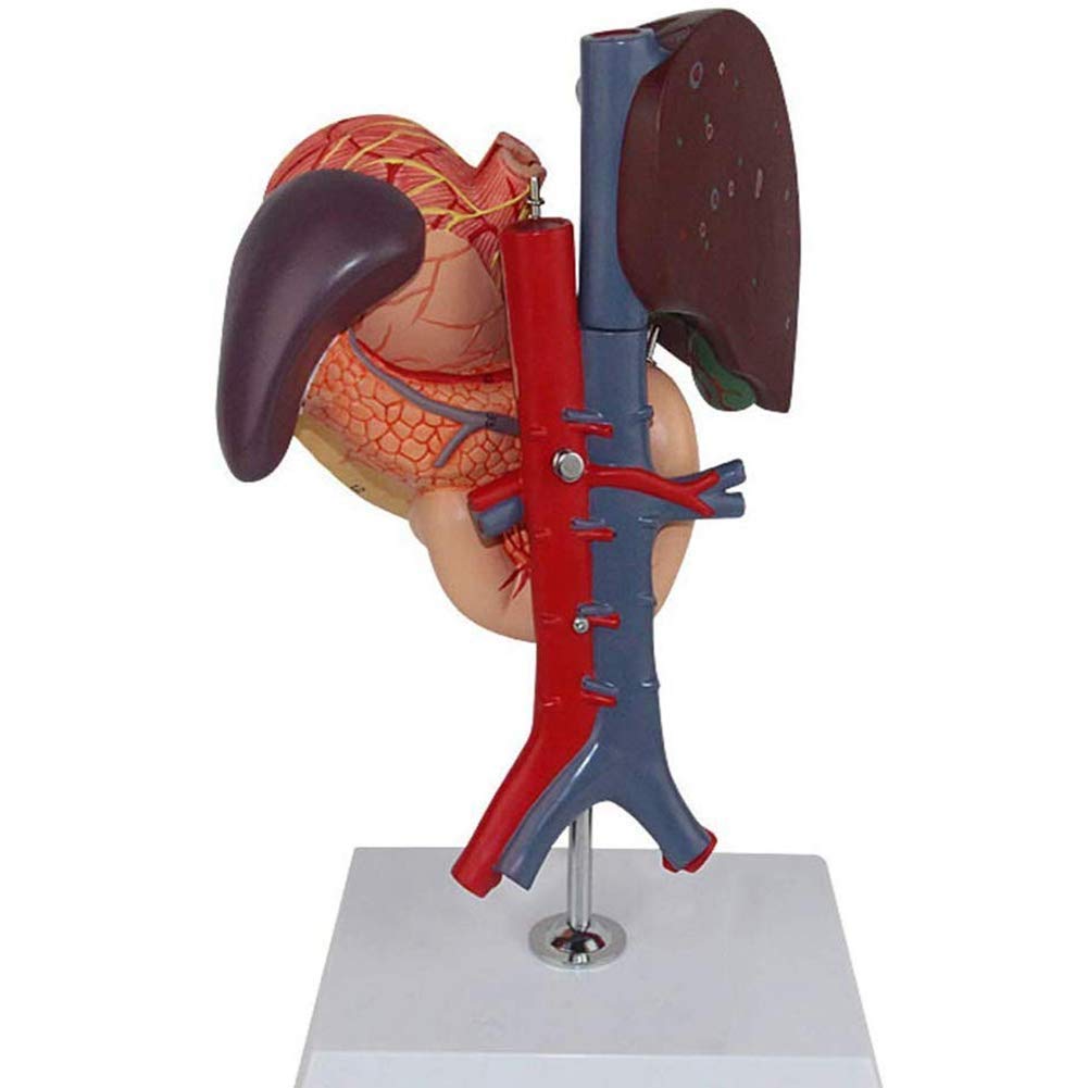 Molde Educativo, Modelo anatómico, estómago Humano, hígado, vesícula biliar, páncreas, duodeno, estómago, Modelo, Sistema, órgano, gastroenterología