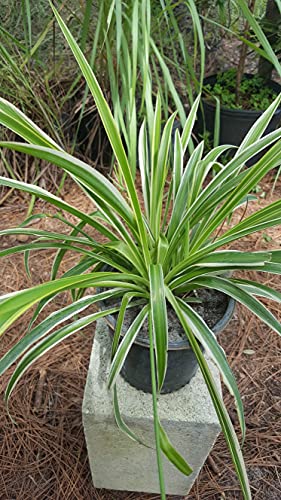 Spider Plant - Chlorophytum Comosum - Bare Rooted - 4'-6' Tall