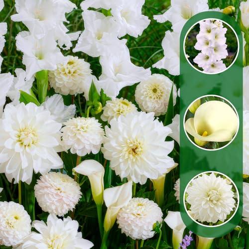 Lot de 25 fleurs d'été White Oasis Mix (25 bulbes) Glaïeuls, dahlias, calla | Mélange exclusif de Hollande | Plantes vivaces pour jardin, pots (grands tubercules)