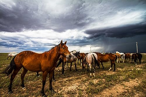 Equine Photography Print (Not Framed) Picture of Horse Watching Over Herd as Storm Approaches on Spring Day in Oklahoma Western Wall Art Animal Decor (16