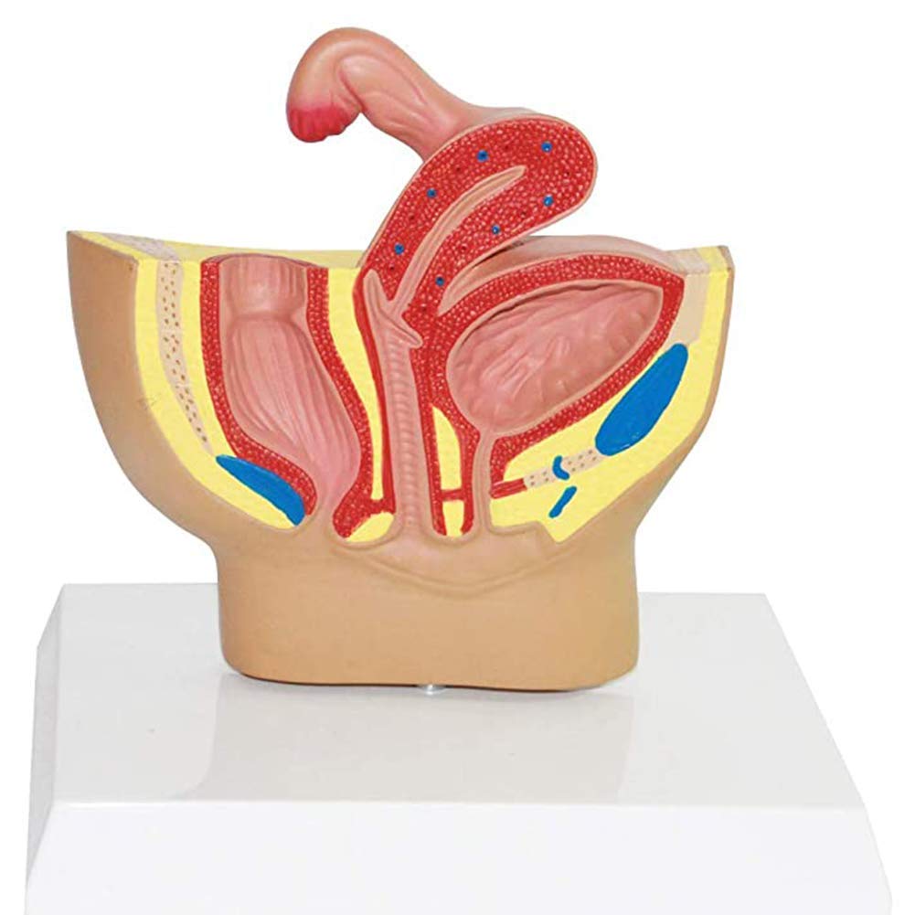 Sjdopulse Women's Pelvic Model, Reproductive System Anatomy Model,Patient Communication Teaching Demonstration Model For Doctors Office Educational Tool