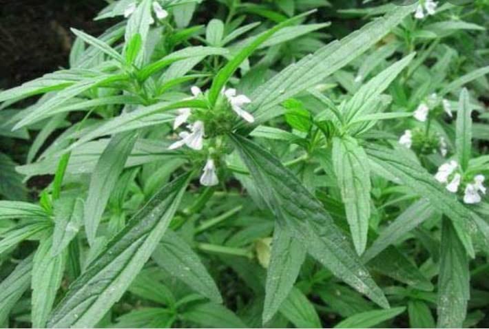 Thumbai Live Plant | Leucs Aspera live plant - 2 Nos (B09Z81NF5R) Amazon Price History, Amazon Price Tracker
