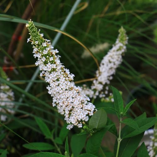 Semillas resistentes de mariposa lila, jardín de plantas, semillas de jardín Buddleja lindleyana, buddleia, Plantas resistentes para el jardín. semillas de bonsái, plantas de jardín 20pcs
