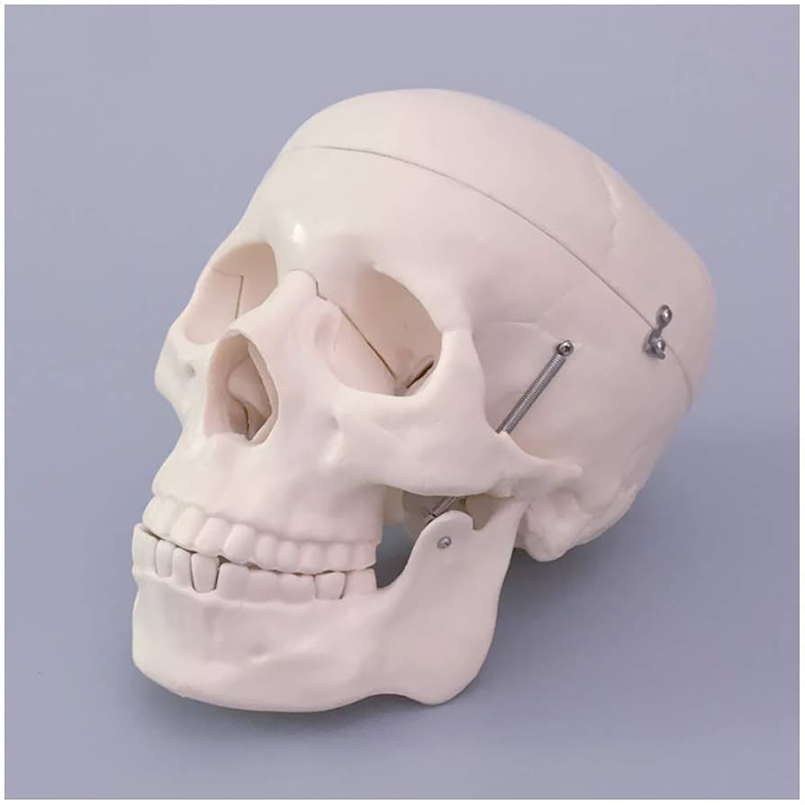 頭蓋骨模型 解剖学的構造 a283-1280x720.jpg