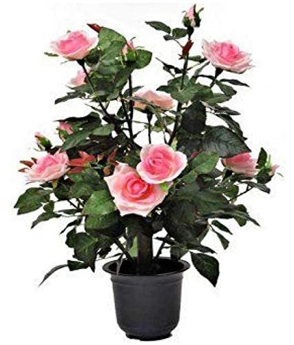 EdensField Plastic Pot With Miniature Pink Rose Flower Plant (B07YG8MQGV) Amazon Price History, Amazon Price Tracker