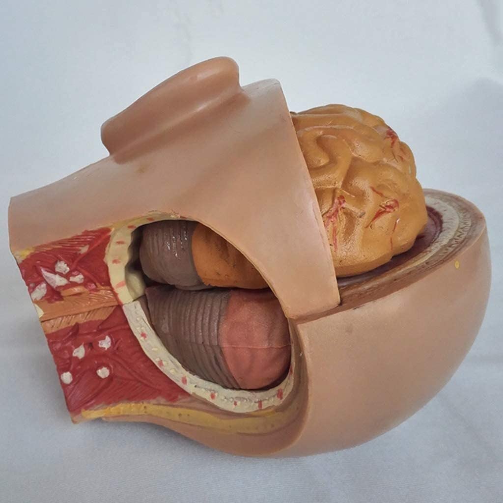 GaRcan Schädelmodell Menschliche Anatomische Anatomie Abnehmbare Kopfarterie Anatomisches Modell für den Unterricht exquisit