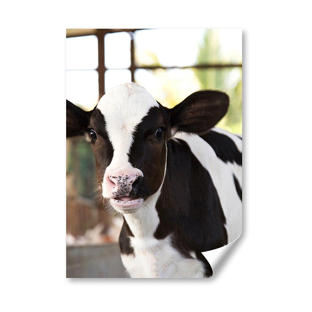 DV DESIGN 1 x A4 Poster Art Print - Baby Calf Cow Farm Animal Wall Art Paper Posters Large Picture Graphic Photo #12925