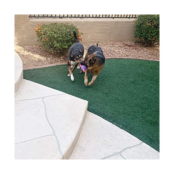 Most Popular Dog Squeaky Toys