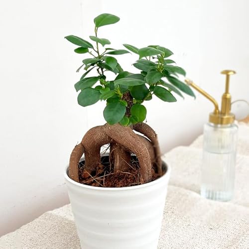 ϗtA KW} 4 ϗtA ^   蕨 v[g CeA  K^ł