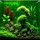 Java Moos Taxiphyllum barbieri für Aquarium, Süßwasser Wasserpflanze, Garnelen Deko, Aquascaping