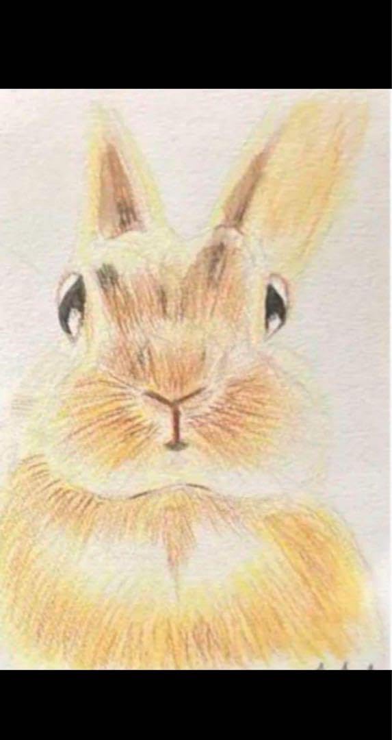 絵 絵画 水彩 鉛筆画 デッサン プレゼント ウサギ 兎 動物 可愛い