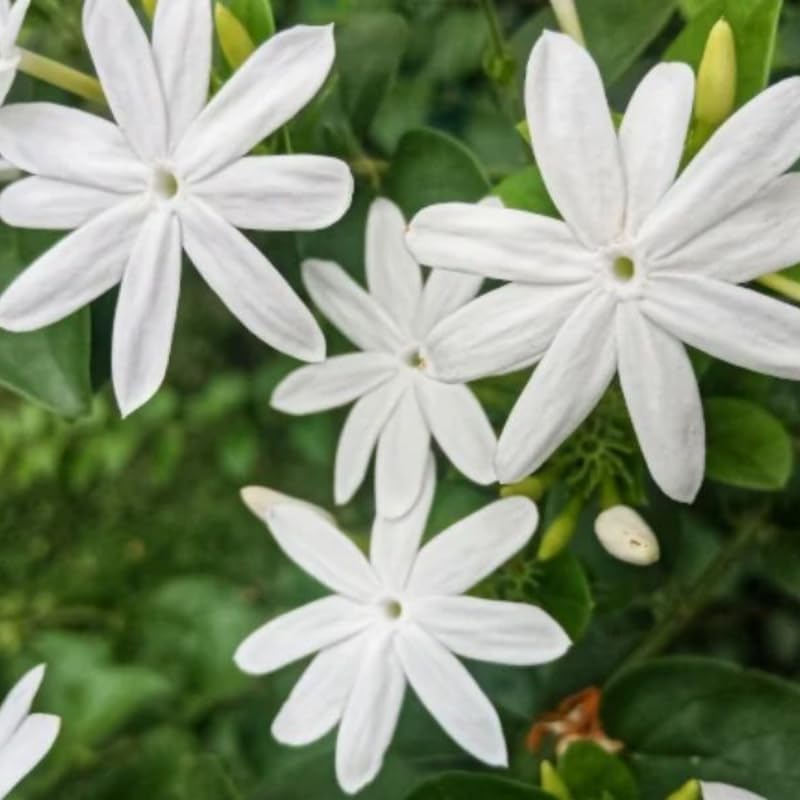 3 Climbing Jasmine Live Plants for Indoor Outdoor Planting, White Jasmine Plants Live, Fragrant, 5-8" in Tall, Hardy