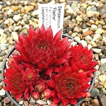 Amazon 100ピースアメージングセンペルビウム植物混合ミニガーデン多肉植物サボテン種子多年生ハウスネギライブ永遠に簡単に育てること 花