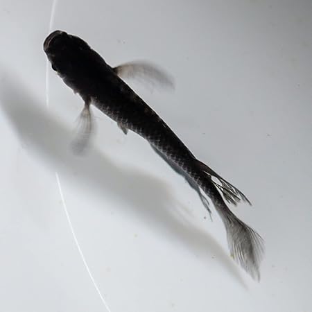 Amazon 青蝶めだか 1 2cm以上 生体 未選別 ５匹 アクアファームつくば 観賞魚 水中生物 通販