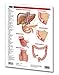 Digestive System Guide - Medical Quick Reference Guide by Permacharts