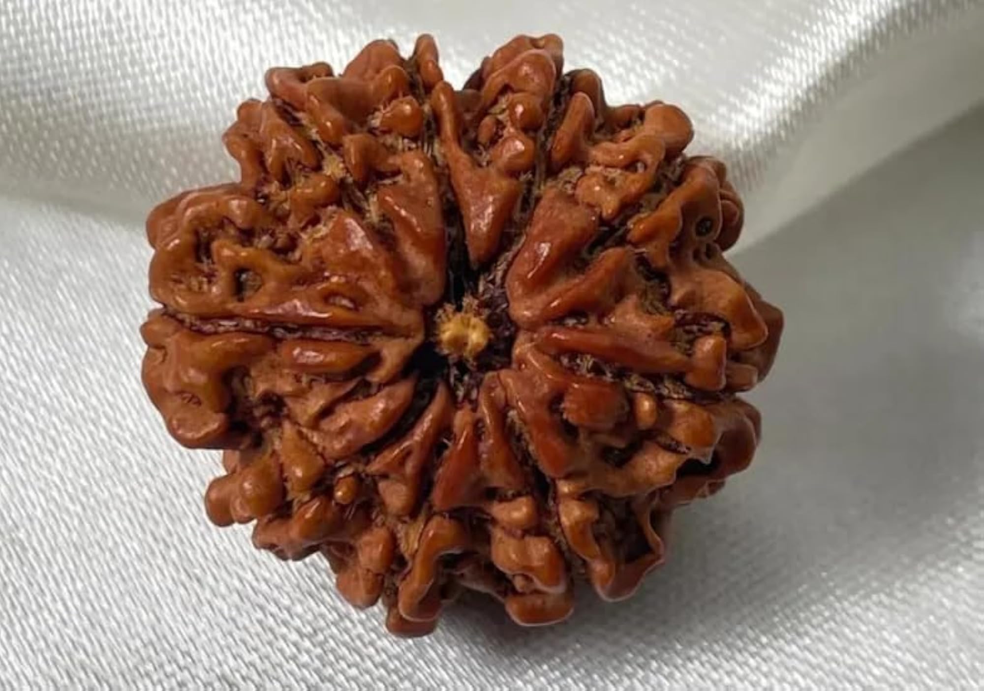 9 Mukhi Rudraksha Pendant with Silver Capping, Certified Natural Bead