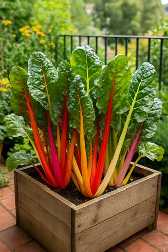 50 graines à semer - Le Grenier d'Abondance - Poirée Festival multicolore - Beta vulgaris