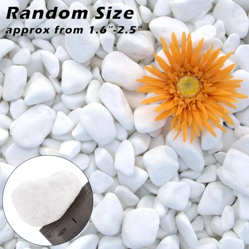11 Lbs Natural River Rocks for Plants 1.6-2.5 inches Large White Landscaping Garden Stones White Aquarium Gravel Decorative Pebbles for Indoor Outdoor Planters Home Decor - Thumbnail 2
