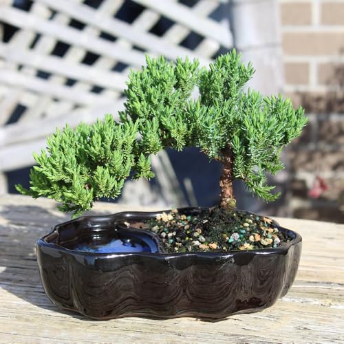 Juniper Live Bonsai Tree