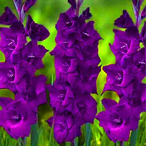 CXXFGFT.Gladiolus Bulbs.Strong Plants That Grow Well Mix Golden Jade Carving Feels Beautiful-3 Bulbs-B