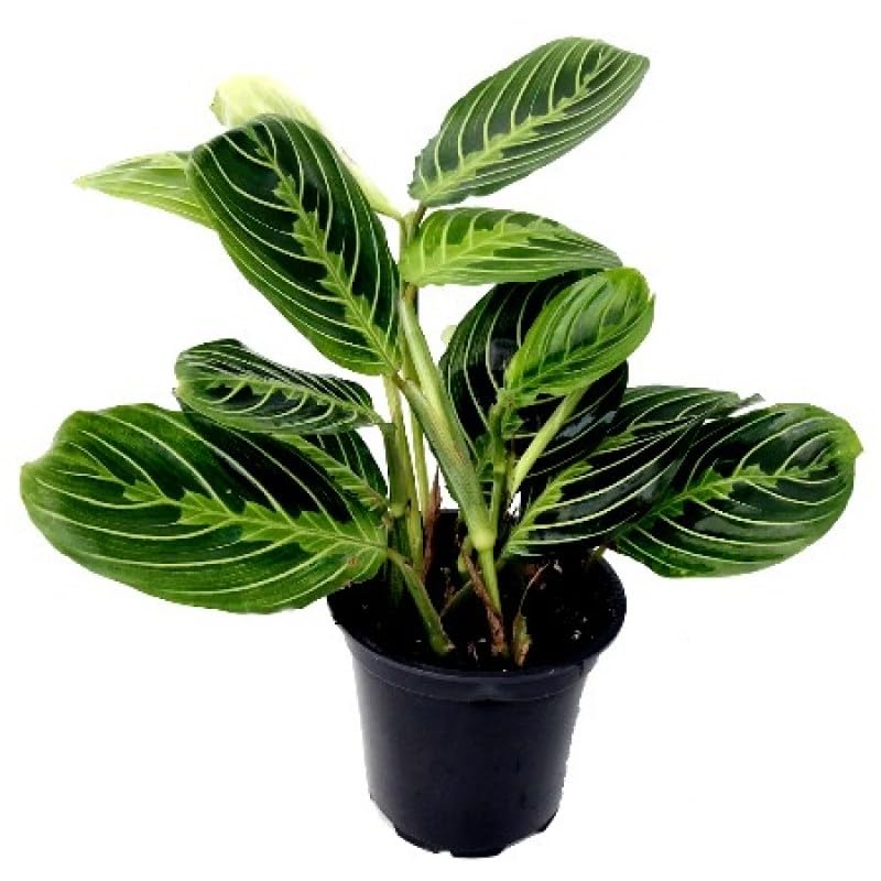 Mphmi Seedless Plant Indoor Plants Marantha Flamestar - Calathea Flamestar, Maranta (B0CVVQFQG7) Amazon Price History, Amazon Price Tracker