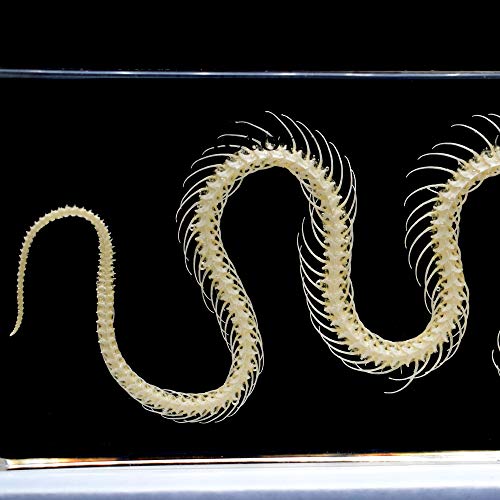 Esqueleto de serpiente transparente de gran nitidez para pisapapeles 6