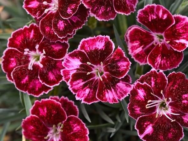 Greenwood Nursery Dianthus