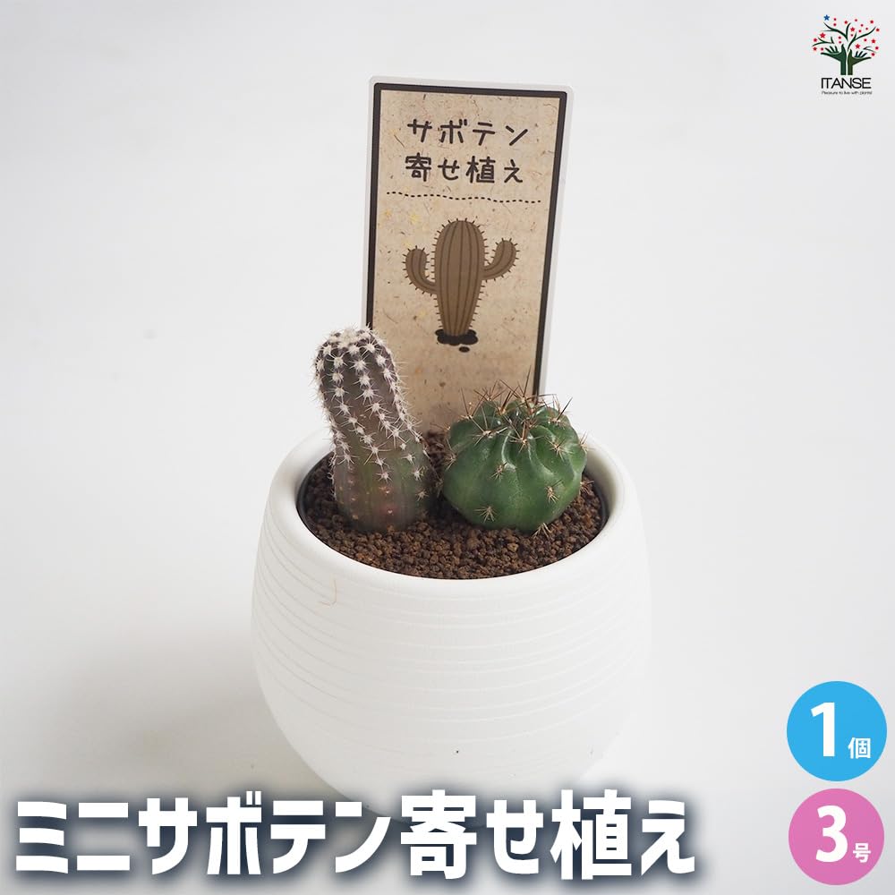 サボテン ミニサボテン 抜き苗 おまかせ 100個 多肉植物