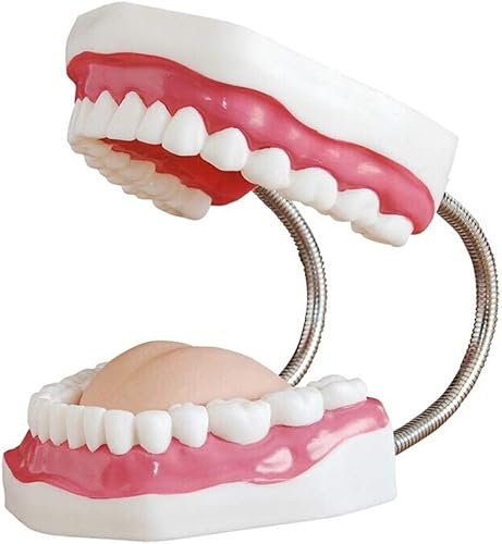 QTMY Large Anatomical Dental Teeth Models 1:6 - Dentist Teaching Oral Hygiene Model