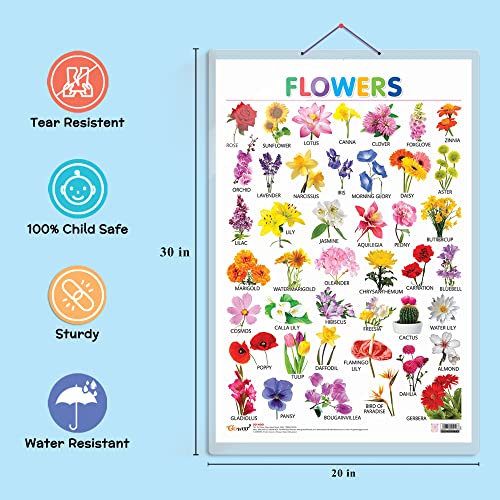 Image of GO WOO Combo of 2 Alphabet and Flowers Educational Posters for Preschool Kids Classroom Study | Learning- Charts for Kids Learning (20 inchX30 inch Inches)
