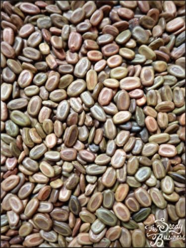 Vachellia (Acacia) seyal - Red Acacia - 20 Seeds