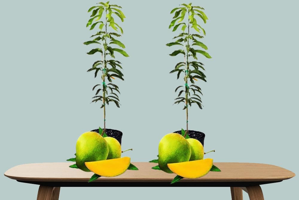 KOHITUR MANGO PLANT Grafted Outdoor Hybrid Mango Tree PACK OF 2