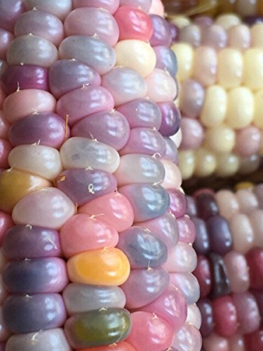 グラスジェムコーン 世界の貴重な宝石 無農薬栽培の種子 (25粒)