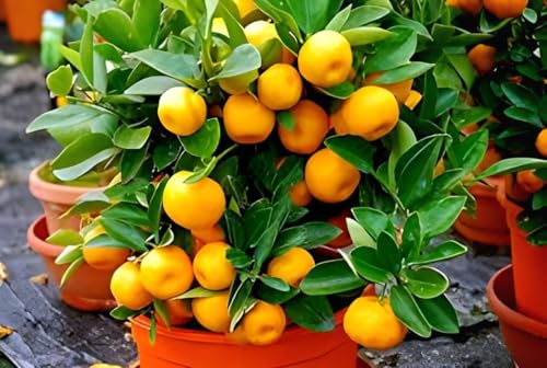 Image of All time Live Healthy Testy Sweet Orange Lemon Fruit Plant Tree || For Home Gardan Outdor & Indoor Plant