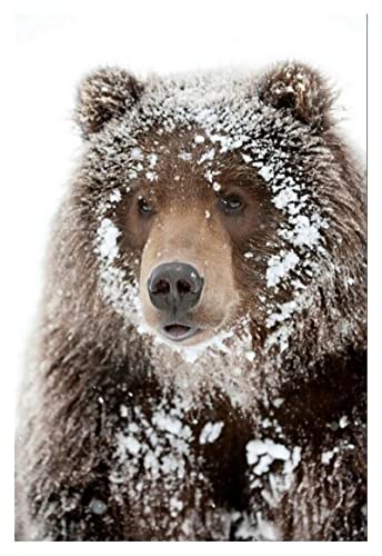 ZDZQART Ours brun au visage givré - Impression sur Toile intissée, Blanc - Tableaux, Tableau Mural, Image sur Toile,Photo Images Motif, Moderne Décoration -...