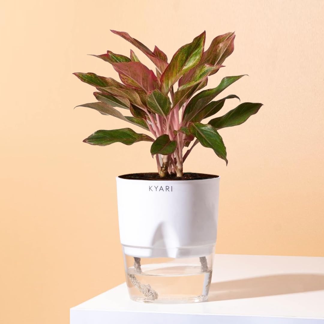 See full amazon price history chart for KYARI Aglaonema Lipstick Indoor Plants for Living Room | Live Plants | Plants with White Self Watering Pot for Home | Air purifier plants | Plants for Home Decor | Plants for Garden & bedroom KYARI Aglaonema Lipstick Indoor Plants for Living Room | Live Plants | Plants with White Self Watering Pot for Home | Air purifier plants | Plants for Home Decor | Plants for Garden & bedroom (B09ZBBY796) Amazon Price History, Amazon Price Tracker