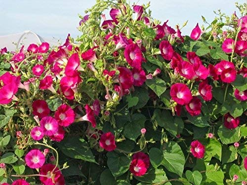 See full amazon price history chart for Crapulous Garden Morning Glory Red Seeds Beautiful Indoor Outdoor Red Glory Seeds (Pack Of 30) Crapulous Garden Morning Glory Red Seeds Beautiful Indoor Outdoor Red Glory Seeds (Pack Of 30) (B09BJG39CB) Amazon Price History, Amazon Price Tracker