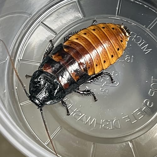 1 ct. Adult Male Live Madagascar Hissing Cockroach - Exo-Morphs
