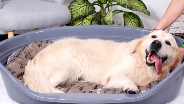 Ferplast Hondenbed Kattenbed, Plastic Hondenbed Extra Klein Ferplast Hondenbed Kattenbed, Plastic Hondenbed Extra Klein