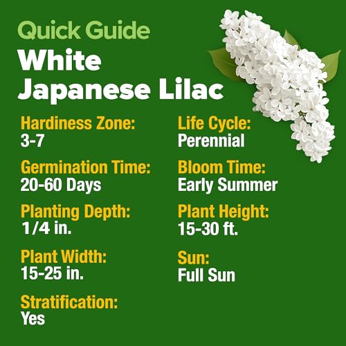 Image of HOME GROWN 53 White Lilac Flower Seeds Non-GMO, Heirloom Tree Seeds for Planting, Fragrant Flowering Tree Seeds for Landscaping, Pollinator Gardens, and Ornamental Borders (Syringa reticulata)