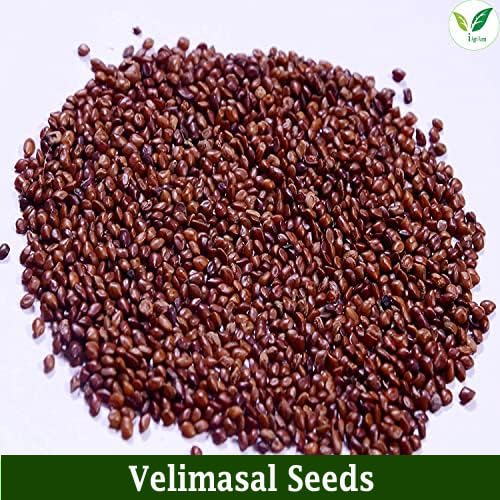 Iagrifarm H. lucerne/Velimasal Grass Fodder Seed -1 KG - Multicut for Fodder Cultivation - Image 3 thumbnail